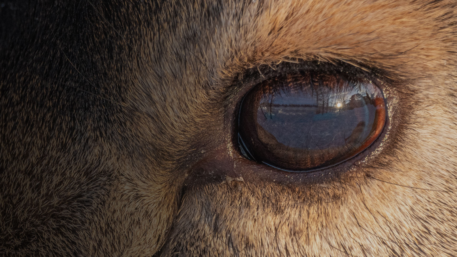 Mule Deer Collaring Project